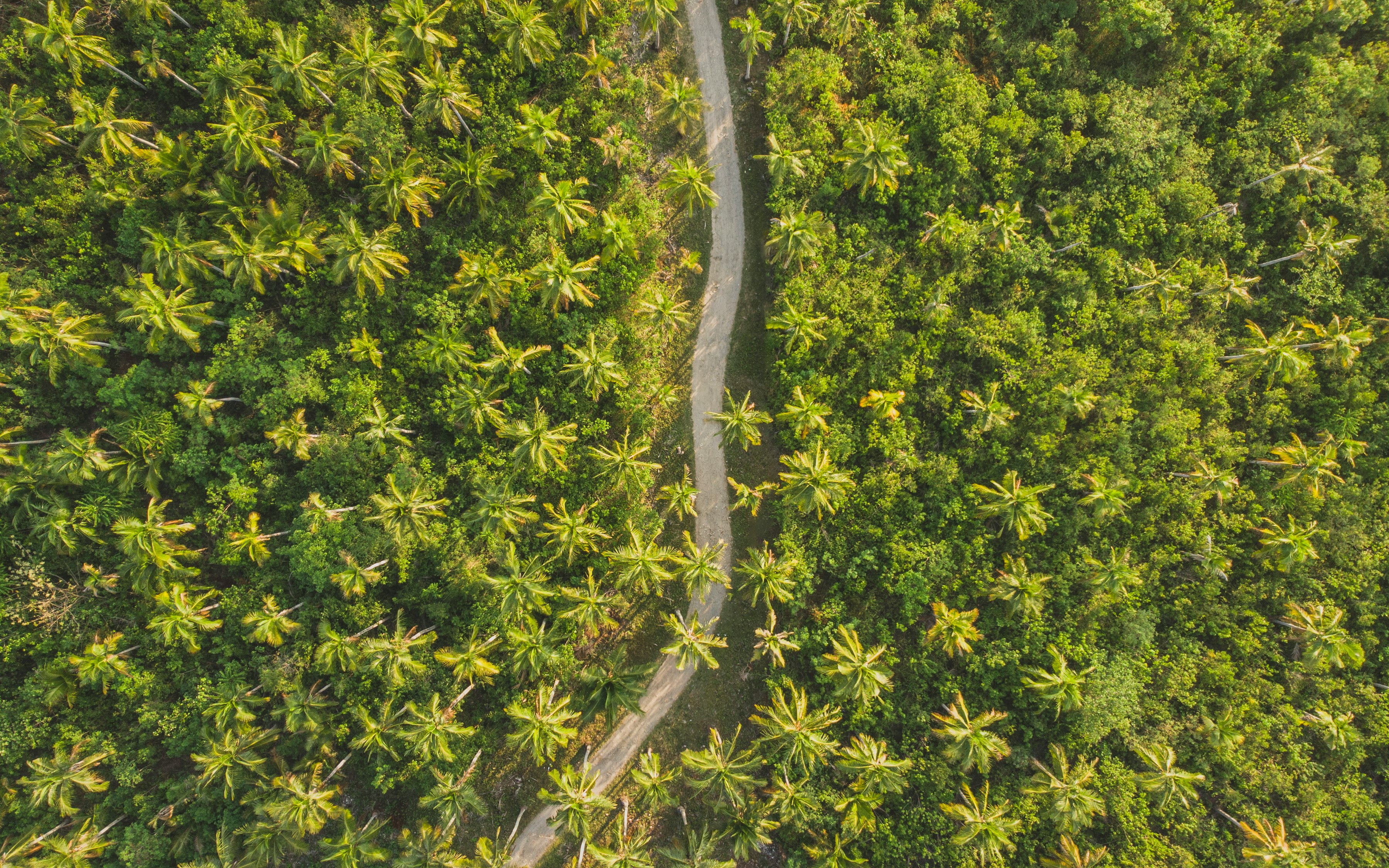 bird's-eye photography of road surrounded by trees